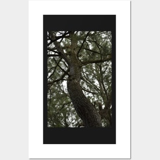 Looking up at a Pine Tree Posters and Art